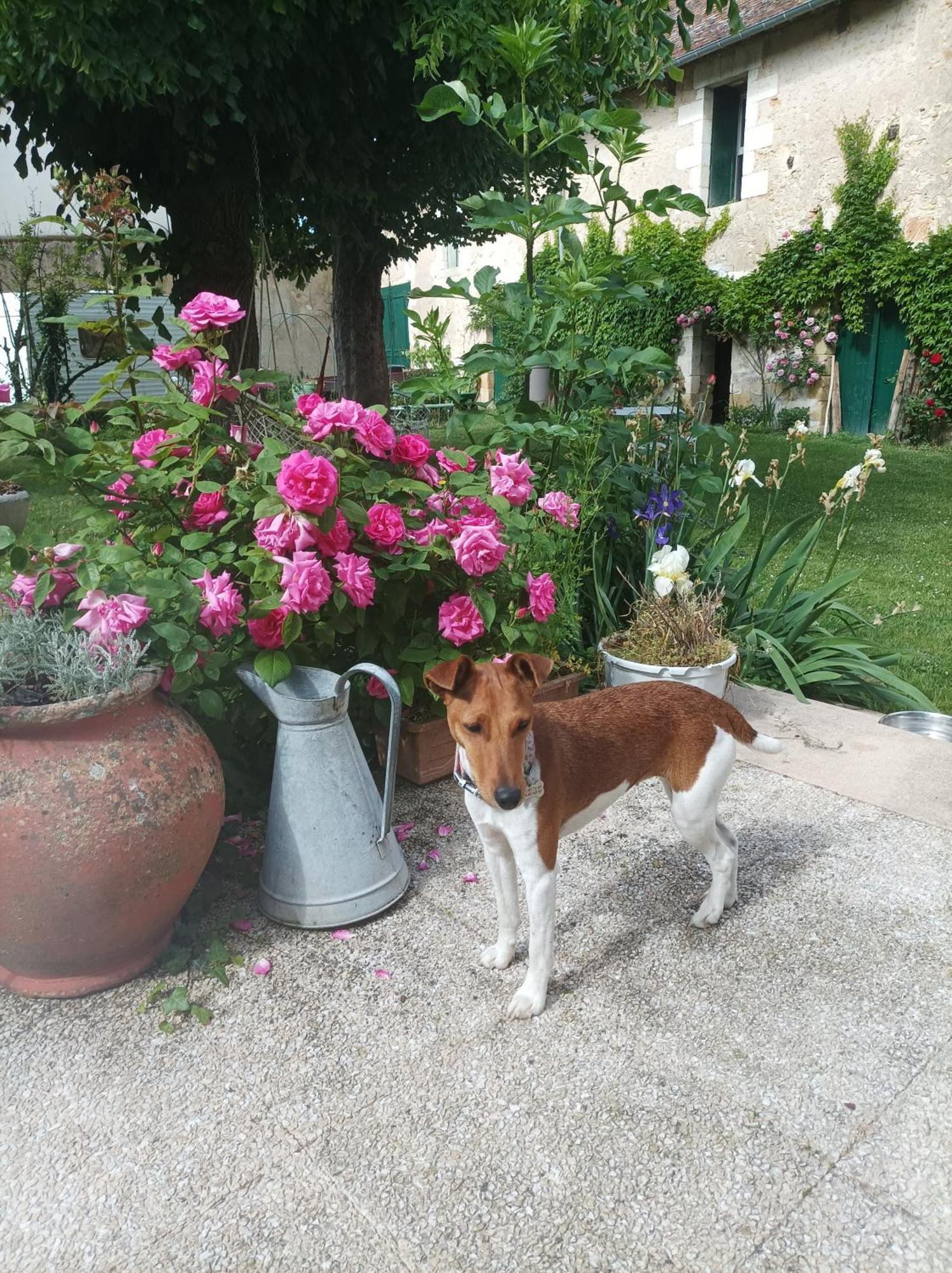 Le Relais Des Roses- Chambres D'Hotes Vatan Екстер'єр фото